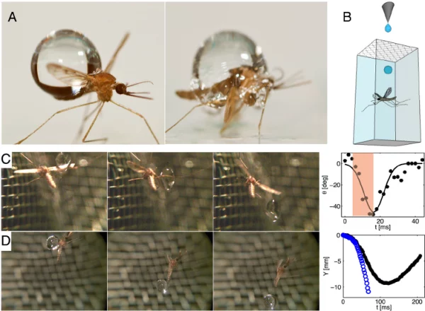 Illustration showing the process of raindrop impact on the mosquito's body and how they rotate when pushed to the side.