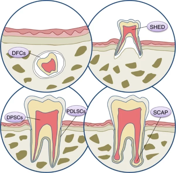 A simulation of the stem cell-guiding scaffold facilitating tooth regeneration