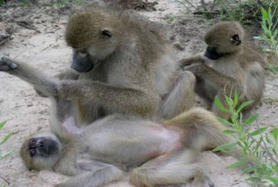 Baboons With Stable Relationships Live Longer and Show Greater Kindness