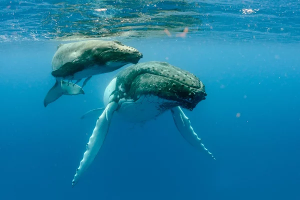 A pod of whales swimming together, illustrating the intricate communication within family groups