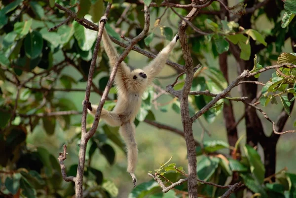 Gibbons Develop Vocal Techniques as Powerful as Humans New Discoveries About Their Unique Sounds