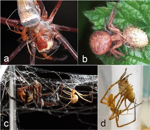 Male Spiders Sacrifice Themselves to Protect Future Generations