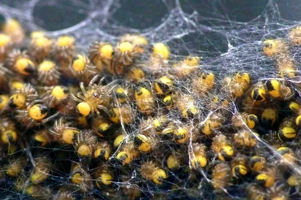 Healthy egg sacs produced thanks to the male spiders' sacrifice