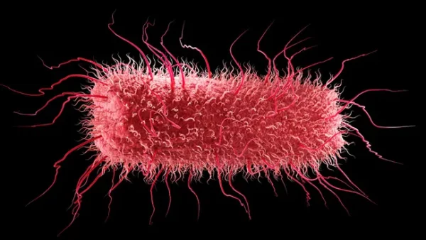 E. Coli In The Gut May Trigger A 'Chain Reaction' Leading To Parkinson's Disease