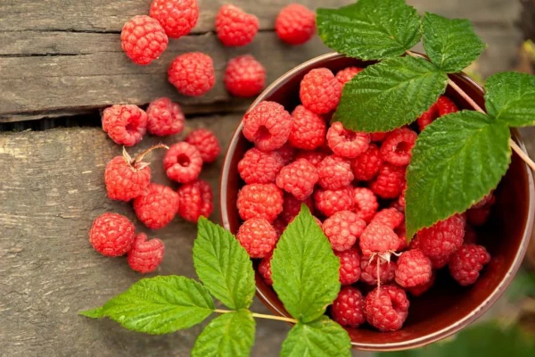 Raspberries help protect the mother's cells and promote fetal brain development