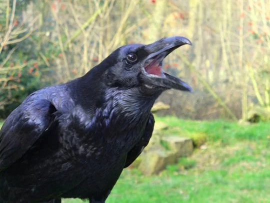Ravens using their beaks to point at an object, demonstrating their ability to communicate through gestures in the wild