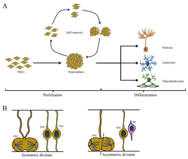Simulating the division of stem cells in the hippocampus and their role in processing emotions and memory.