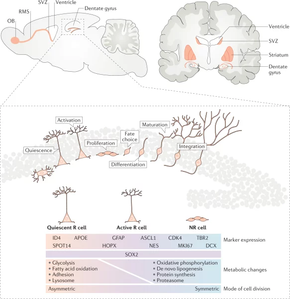 Simulation of the process of new neuron formation in the human brain