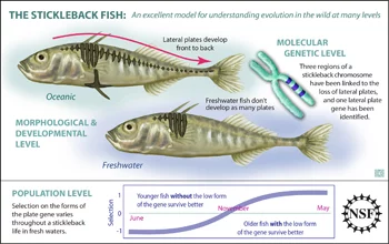 The stickleback’s transformation process from saltwater to freshwater across generations