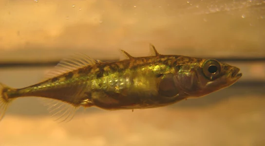 Stickleback Fish's Secret to Adapting from Saltwater to Freshwater How Genetic Mutations Enable Remarkable Adaptation