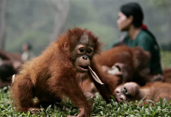 The Bornean orangutans’ habitat is increasingly shrinking, severely affecting their survival