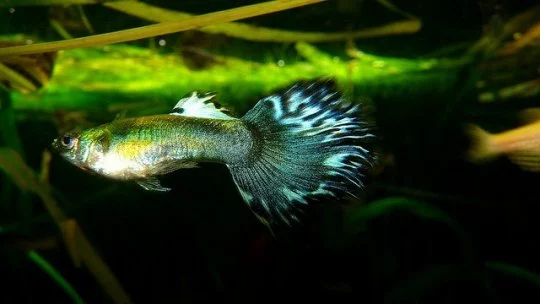 The Care of Offspring The Reproductive Secrets of Guppies