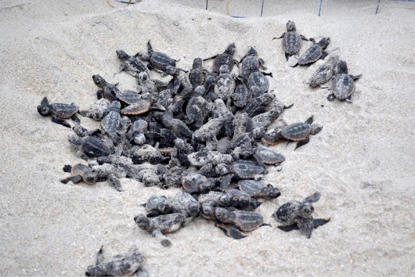 The Secret Behind Turtle Eggs Hatching at the Same Time A Fascinating Reason