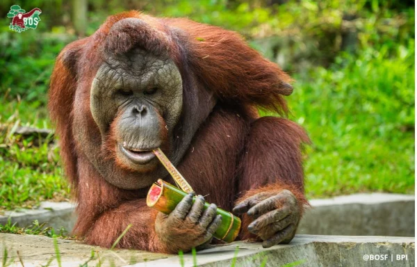 The Survival of Orangutans When Endangered Orangutans Have to Digest Their Own Muscles to Survive