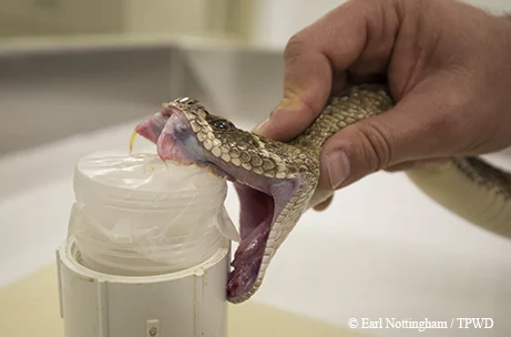 Venom from snakes and other animals is gradually becoming a valuable resource in medical research.