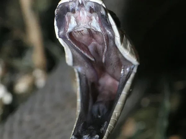 The black mamba venom study, revealing the superior medical potential from nature.