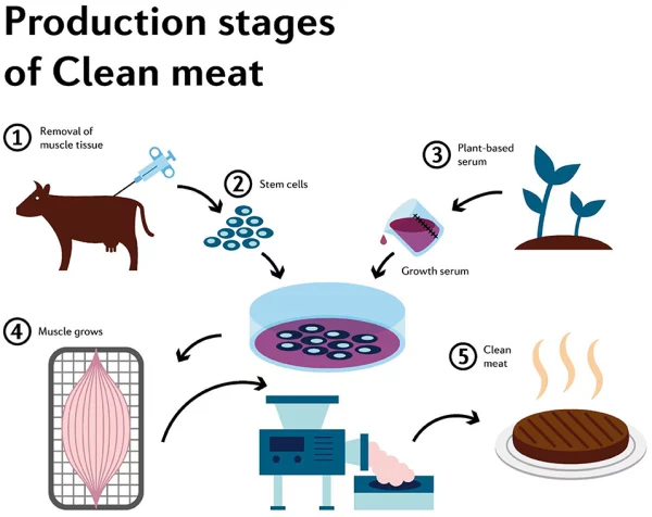 The process of culturing cells to produce artificial meat – this technology helps reduce negative environmental impacts and provides a sustainable food source
