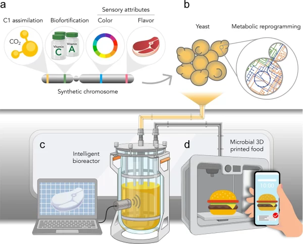 The process of producing milk from yeast cells, simulating the future development of food technology