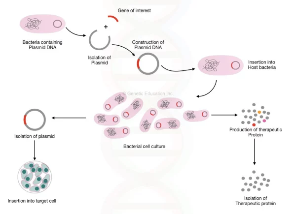 The process of transferring venom-producing genes into yeast cells and producing Agkisacutalin