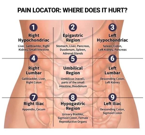 Organs in the abdominal cavity related to epigastric pain symptoms, including the stomach, gallbladder, and pancreas