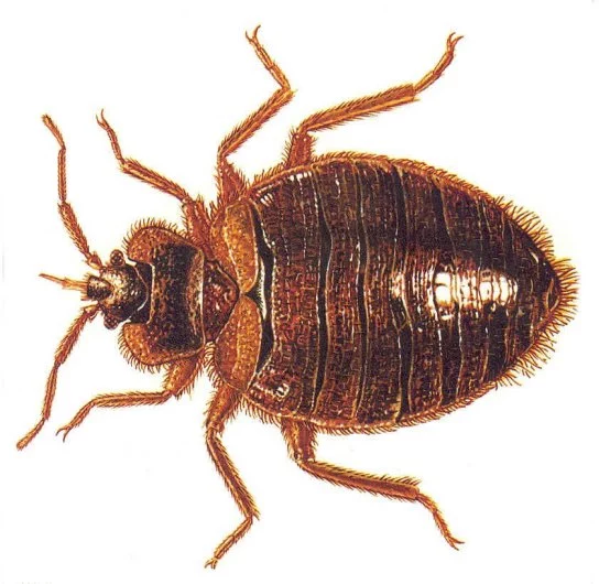 Why Bedbugs Thrive Through Inbreeding