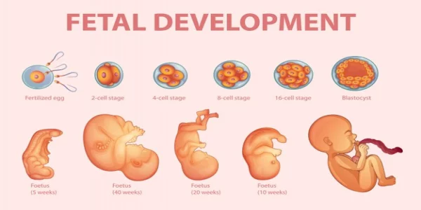 reading a book together about how babies develop in the womb, helping children access knowledge through familiar images