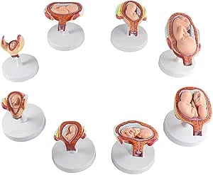using simple model toys to explain the process of baby formation, helping children visualize better