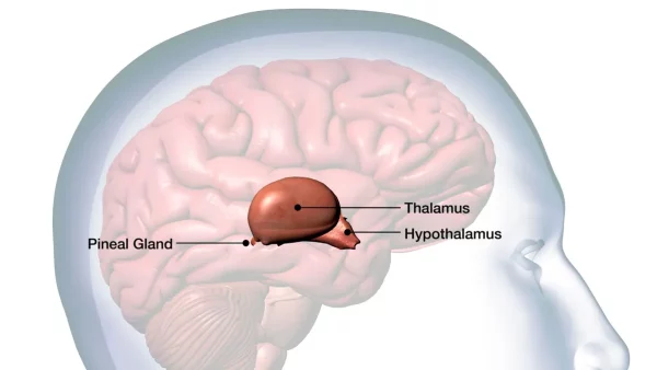 The Brain Regulates Body Weight: Exploring the Surprising Link