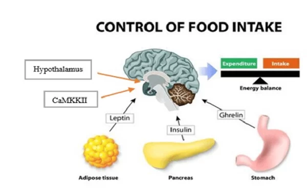 The hormone ghrelin stimulates hunger, while leptin helps regulate food intake