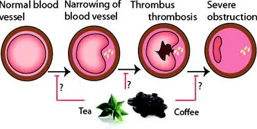 Illustration of the effects of coffee on cardiovascular health