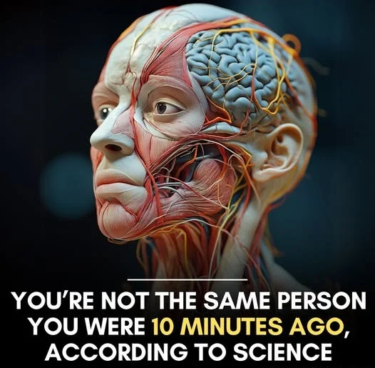 Your Body Is Not the Same as It Was 10 Minutes Ago The Continuous Regeneration Process of the Human Body